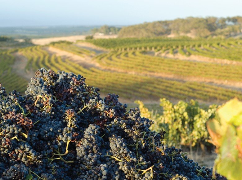 夏迪葡萄酒Hardys | 黑松HeySong